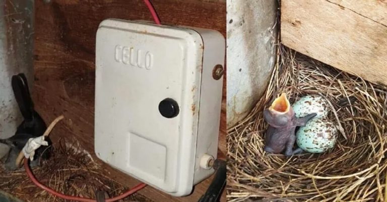 nest, bird, village, india,