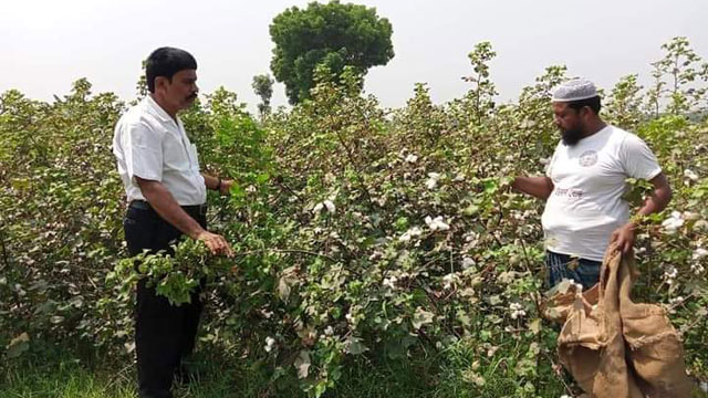 কুষ্টিয়ার মিরপুরে এবার ১২৫ হেক্টর জমিতে হয়েছে তুলা চাষ