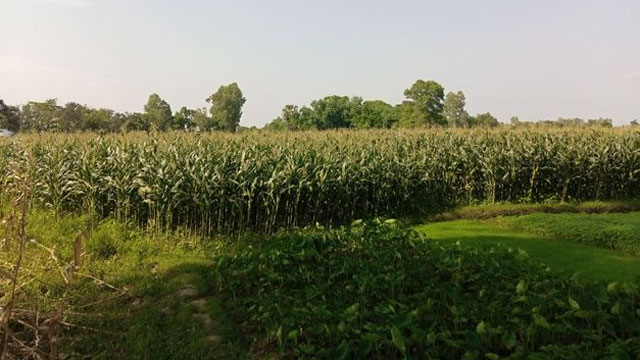 দিনাজপুরের বিরলে ব্যাপক ভুট্টার চাষাবাদ