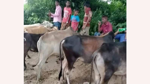 চুনারুঘাটে অবৈধ গরুর হাট, রহস্যজনক কারণে ব্যবস্থা নেয়নি উপজেলা প্রশাসন