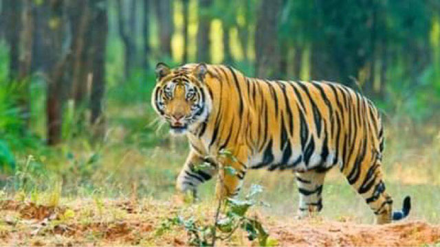 আজ ২৯ জুলাই বিশ্ব বাঘ দিবস