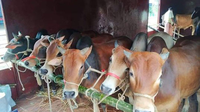 ক্যাটল স্পেশাল ট্রেনে ৮০০ গরু আসলো ঢাকায়
