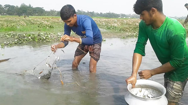 কারেন্ট জাল দিয়ে অবাধে মাছ শিকার করায় বিলুপ্তির পথে দেশি প্রজাতির মাছ