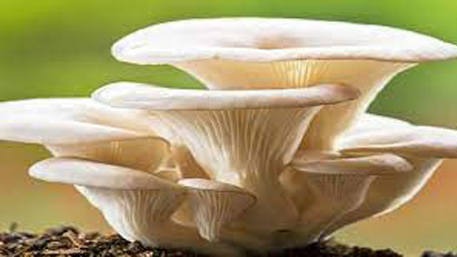 জেনে নিন মাশরুমের উপকারিতা!